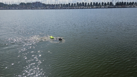Swim4Brains Mark